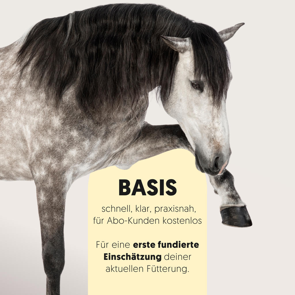Andalusier mit Text zum Beratungspaket Basis