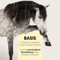 Andalusier mit Text zum Beratungspaket Basis