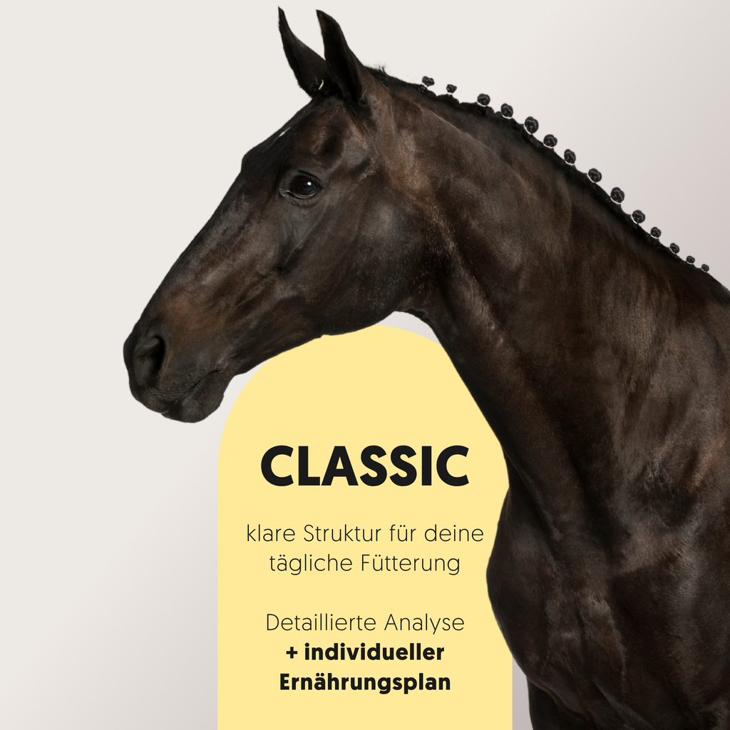 Schwarzes Pferd mit Text zur Classic Futterberatung