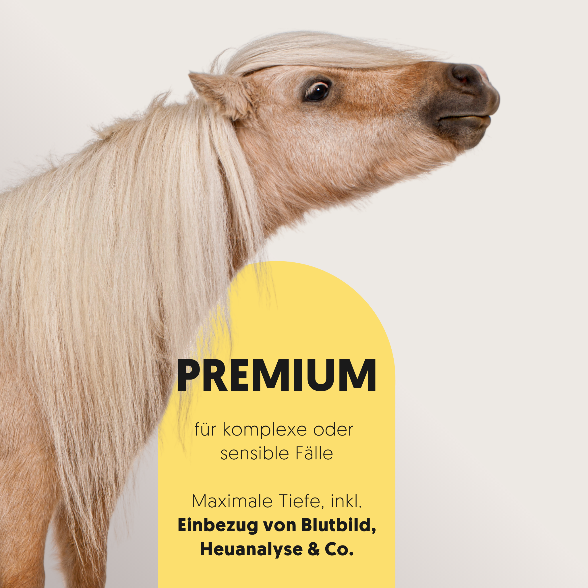 Shetland Pony mit Informationen zur Futterberatung Premium